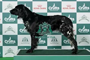 Sunday Prints: Large Munsterlander Best of Breed Crufts 2026