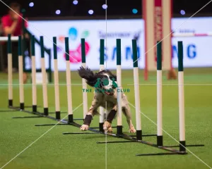 Large Novice and Medium ABC Final