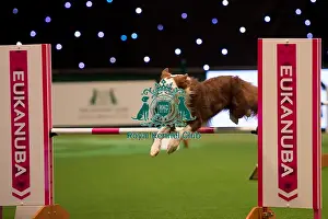 Crufts 2016 Prints: Large teams agility final