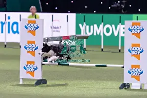 Medium Championship Agility Final Prints: Laura Chapman & Endeavour, winner of the Medium Championship Agility Final