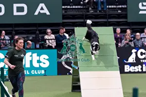 Medium Championship Agility Final Prints: Laura Chapman & Endeavour, winner of the Medium Championship Agility Final