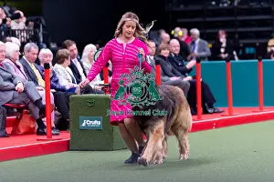 Leonberger Prints: Lauren Whan from Antrim, Northern Ireland with Storm
