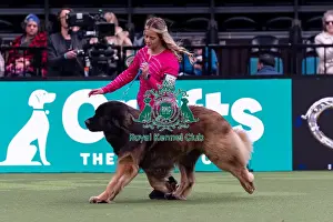 Leonberger Prints: Lauren Whan from Antrim, Northern Ireland with Storm