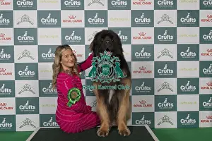 Leonberger Prints: Lauren Whan from Antrim, Northern Ireland with Storm