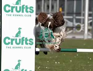 Crufts 2025 BeatMedia Prints: Leah an English Springer Spaniel and first time competitor in Obreedience