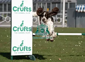 Crufts 2025 BeatMedia Prints: Leah an English Springer Spaniel and first time competitor in Obreedience