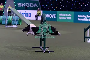 Star Prints: Lee Gibson & Star (Euro Star) competing in the Agility Championships Intermediate Final today (Thursday 06/03/25)