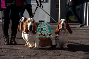 Crufts 2025 BeatMedia Prints: (left to right) Pi, Wilma and Wednesday
