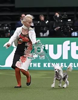 Chinese Crested Prints: Lena Sajla from Hanover, Germany with Osirus