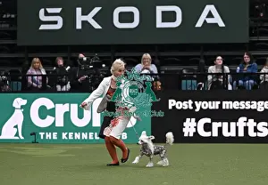 Chinese Crested Prints: Lena Sajla from Hanover, Germany with Osirus