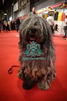 Crufts 2025 Discover Dogs Prints: Leo the Bergamasco at Discover Dogs