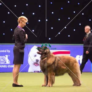 LEONBERGER Best of Breed