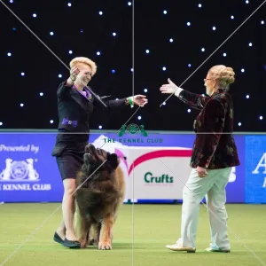 LEONBERGER Best of Breed
