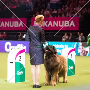 LEONBERGER Best of Breed
