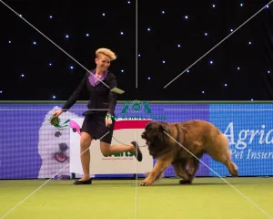 Crufts 2017