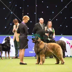 LEONBERGER Best of Breed