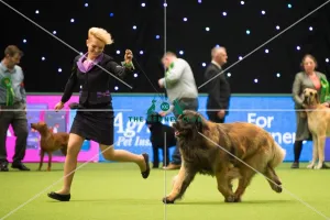 LEONBERGER Best of Breed