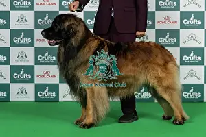 Thursday Prints: Leonberger Best of Breed Crufts 2026