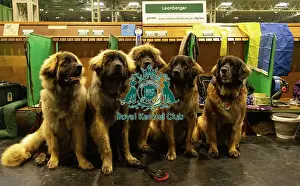 Leonberger Prints: Leonberger group image