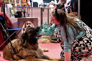 Leonberger Prints: Leonberger Meeting