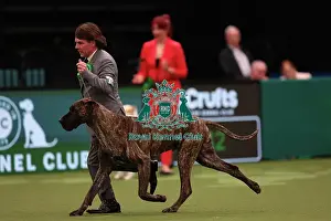 Lesley Chappell and Adam Chappell from Matlock with Guy, a Great Dane, which was the Best of Breed winner today (Friday 10. 03. 23), the second day of Crufts 2023, at the NEC Birmingham