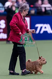 Norwich Terrier Prints: Lesley Crawley from Doncaster with Rowley