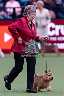 Norwich Terrier Prints: Lesley Crawley from Doncaster with Rowley