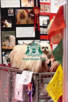Hall 3 Prints: Lhasa Apso's Being Groomed Discover Dogs Lhasa Apso's Being Groomed Discover Dogs