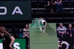 Medium Championship Agility Final Prints: Lily Dakin with Scout, Competing in the Medium Championship Agility Final
