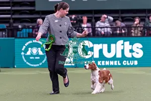 Spaniel Welsh Springer Prints: Linda Graham and Meghen Riese-Bassel from Cockermouth