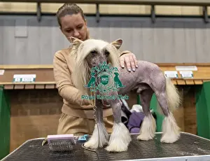 Chinese Crested Prints: Linda Kracikova from Czech Republic with Grim