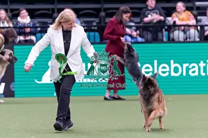 Belgian Shepherd Dog Tervueren Prints: Linda Lester from Cheltenham with Charlotte