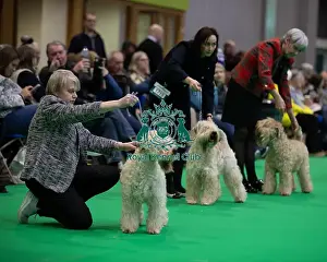 Soft Coated Wheaten Terrier Prints: Line up during the judging in the Soft Coated Wheaten Terrier group