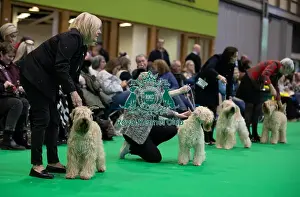 Soft Coated Wheaten Terrier Prints: Line up during the judging in the Soft Coated Wheaten Terrier group