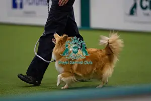 Obedience Prints: Lisa Sergiew and Saffron competing in Obedience, Crufts 2025