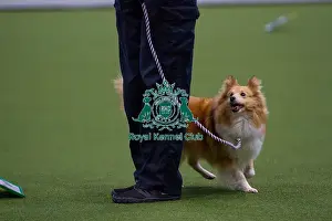 Obedience Prints: Lisa Sergiew and Saffron competing in Obedience, Crufts 2025
