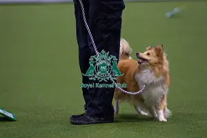 Obedience Prints: Lisa Sergiew and Saffron competing in Obedience, Crufts 2025