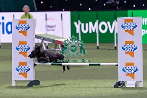Medium Championship Agility Final Prints: Liz Carpenter with Maggie, Competing in the Medium Championship Agility Final