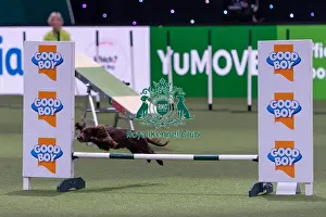 Small Championship Agility Final Prints: Liz Naylor with Skye, Competing in the Small Championship Agility Final