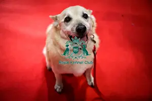 Crufts 2025 Discover Dogs Prints: Loki Norwegian Buhund