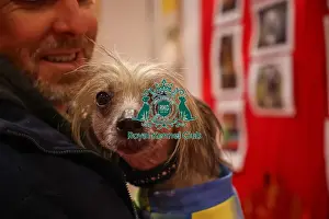 Chinese Crested Prints: Lola the Chinese Crested in Discover Dogs
