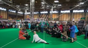 Looking the winner being photographed Scottish Terrier