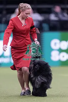 Crufts 2026 Junior Warrant Prints: Lottie, a Portuguese Water Dog
