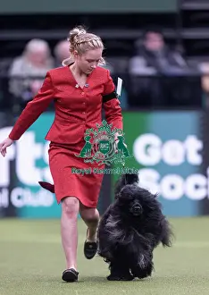 Crufts 2026 Junior Warrant Prints: Lottie, a Portuguese Water Dog