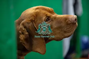 Hungarian Vizsla Prints: Louie, a Hungarian Vizsla who was competing today (Saturday 08/03/25)