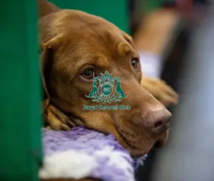 Hungarian Vizsla Prints: Louie, a Hungarian Vizsla who was competing today (Saturday 08/03/25)
