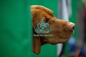 Hungarian Vizsla Prints: Louie, a Hungarian Vizsla who was competing today (Saturday 08/03/25)