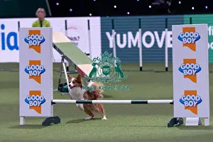 Louise Godwin with Drift, winner of the Small Championship Agility Final
