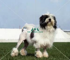 Lowchen (Little Lion Dog)