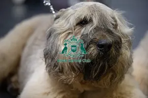 Bouvier Des Flandres Prints: Lua Nicolas from France's dog Pacho